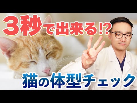 太りすぎた猫:猫の肥満についてはどうすればよいでしょうか?