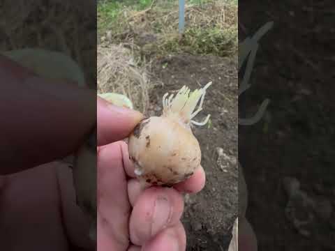 ニンニクが好きな木はどれですか?なぜ特に彼らの足元に植えるのでしょうか？  庭園