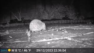 Hedgehog still active at the end of December.