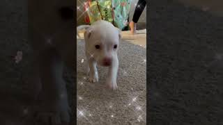 Video preview image #1 Bullypit Puppy For Sale in Holly Springs, NC, USA
