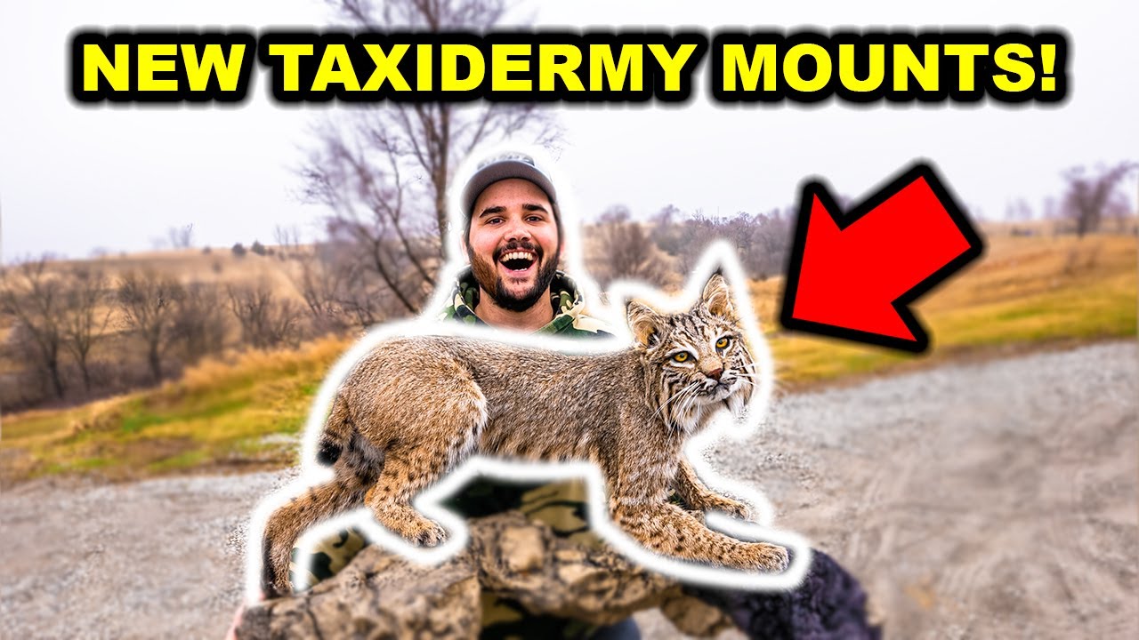 REVEALING My HUNTING Season TAXIDERMY! (Bobcat, Otter, Badger, Duck, Goose, and MORE!