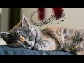 (No Ads) 10 Hrs Calming Music for Sensitive Cats(With Cat's Purr) Soothing Harp/Panio Music for Cats