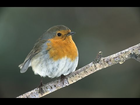 Planet Wissen - Heimische Vögel in Gefahr