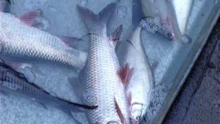 preview picture of video 'FISH MARKET OF CALCUTTA,BANSDRONI'