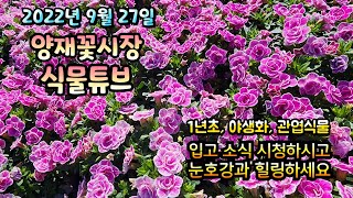 양재꽃시장 식물튜브 [꽃집에 파는 식물들 구경하시고 눈호강과 힐링 하세요~  ] 2022년 9월 27일  #…