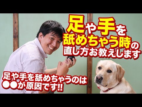 うちの犬が私をなめるのはなぜですか?