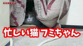 忙しい猫フミちゃん🐈　busy cat　（LIVE配信 2026年8月18日切り抜き編集動画）