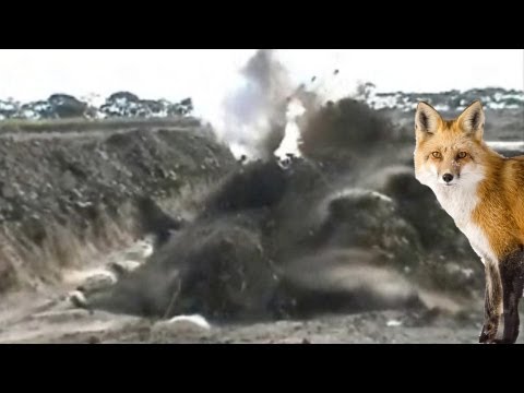 Unluckiest Fox in the Quarry Unluckiest Fox in the Quarry