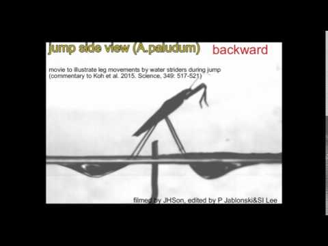 Robotic insect inspiration: Water strider A paludum jump - side view