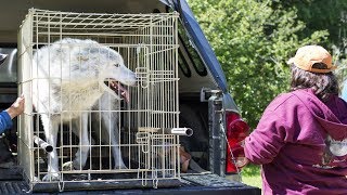 This Lonely Wolf Was Caged In A Roadside Zoo For Years  Then He Finally Saw A Friendly Face