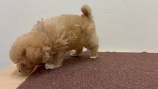 ハーフ犬の動画01