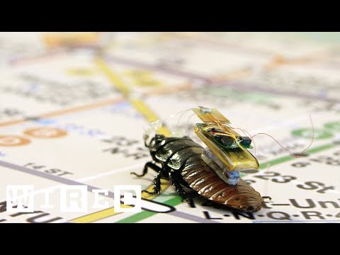 サイボーグ・ゴキブリが災害時に人命を救う！？| 鋼骨國度 | WIRED.jp (サイボーグ・ゴキブリが災害時に人命を救う!? | Cyborg Nation | WIRED.jp)