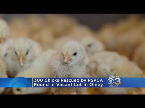 PSPCA Rescues 300 Baby Chickens From Vacant Lot In Olney