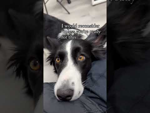 Think twice before you get a border collie