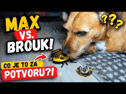 Max vs. létající brouk!