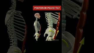 Posterior Pelvic Tilt #anatomy_physiology #pelvictilt #anatomy #movement #shorts