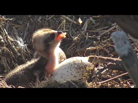 ~ Dyfi Osprey Project - Rybołowy - KARMIENIE MALUSZKA ~ 28/05/2020