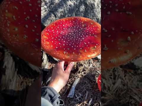 HUGE FLY AGARIC (Amanita Muscaria) #supermario #amanitamuscaria #flyagaric #mycology #mushroom