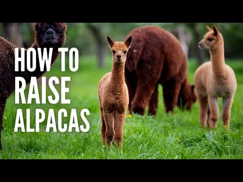Alpaka (Vicugna pacos) — chov, ustajnenie a úžitkovosť
