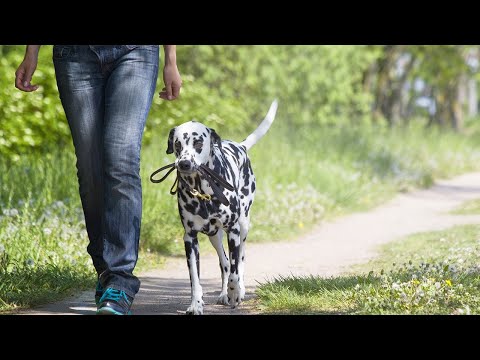 Nervöse Hunde – Dogprofi Sascha Steiner