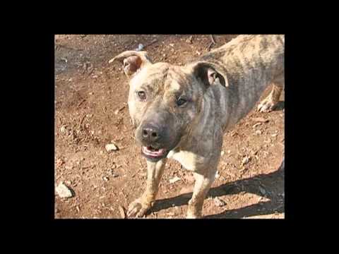 WDHA's Rock n Ruff Dogs of 2012