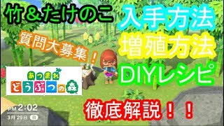 あつまれどうぶつの森　竹＆たけのこ入手方法