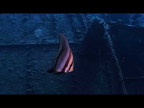 🇷🇪2024 02 18 L'ÉPAVE DE L'ANTONIO LORENZO 🇷🇪