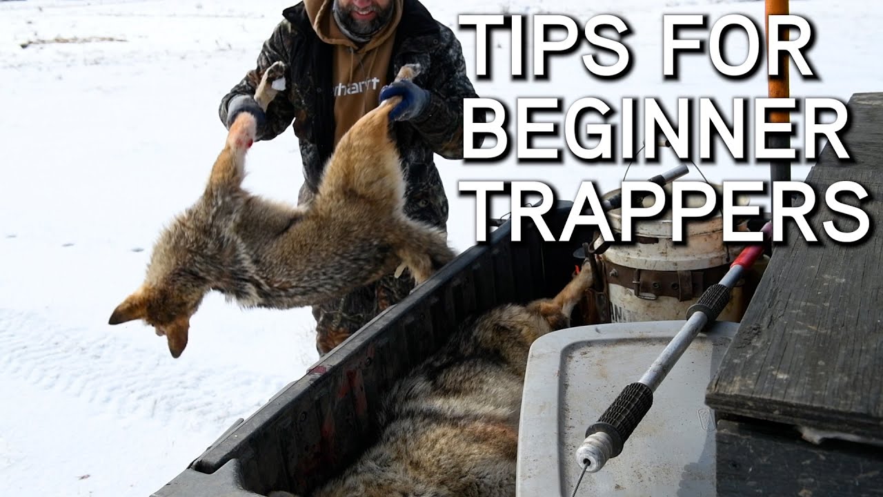Coyote Trapping Tips For Beginners