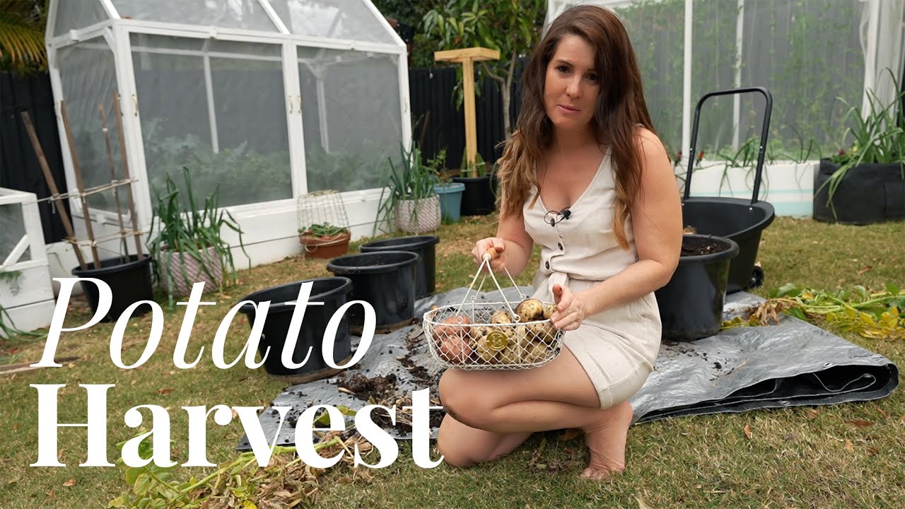 How many Potatoes can I grow from one Potato?