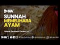 SUNNAH MEMELIHARA AYAM Ustadz Zamzami Juned Lc