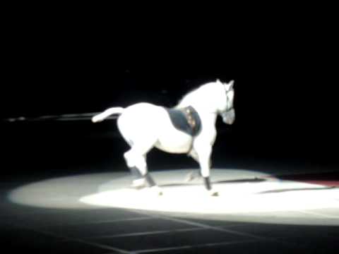 Lipizzaner's Famous Above the Ground Act