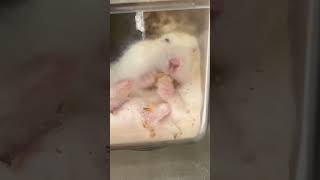 怠惰を極めたハムスター