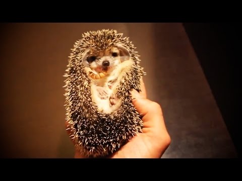 Hérissons mignons et drôles [animaux de compagnie drôles]