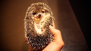 Miniature vidéo