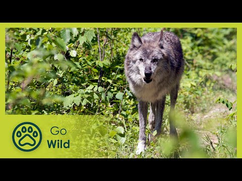 Correre coi lupi - Scatenati