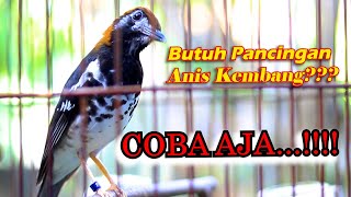 Download lagu ANIS KEMBANG GACOR NGEPLONG, PANCINGAN ANIS KEMBANG MUDA HUTAN CEPAT GACOR mp3