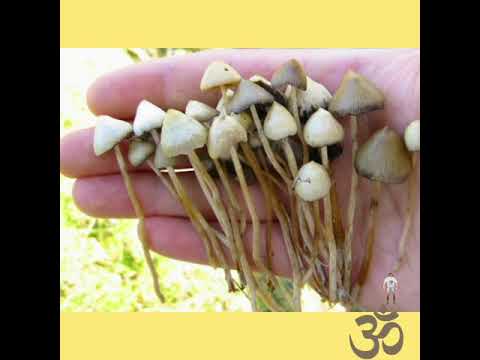 Psilocybe Semilanceata ☆Liberty Cap☆Spitzkegeliger Kahlkopf ☆ SKKK☆ German,Deutsch☆ audio ☆