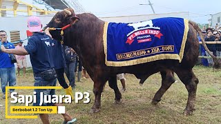 Download lagu SCARY, GIANT P3 CLASS COW WEIGHING UP TO 1.2 TONS‼️ mp3