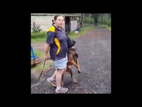 EMI and Elga obedience training 29th December 2023