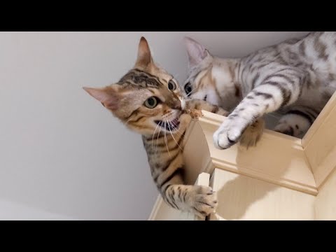 Watch This Before Getting A Bengal Cat | Disadvantages Of Owning A Bengal Cat