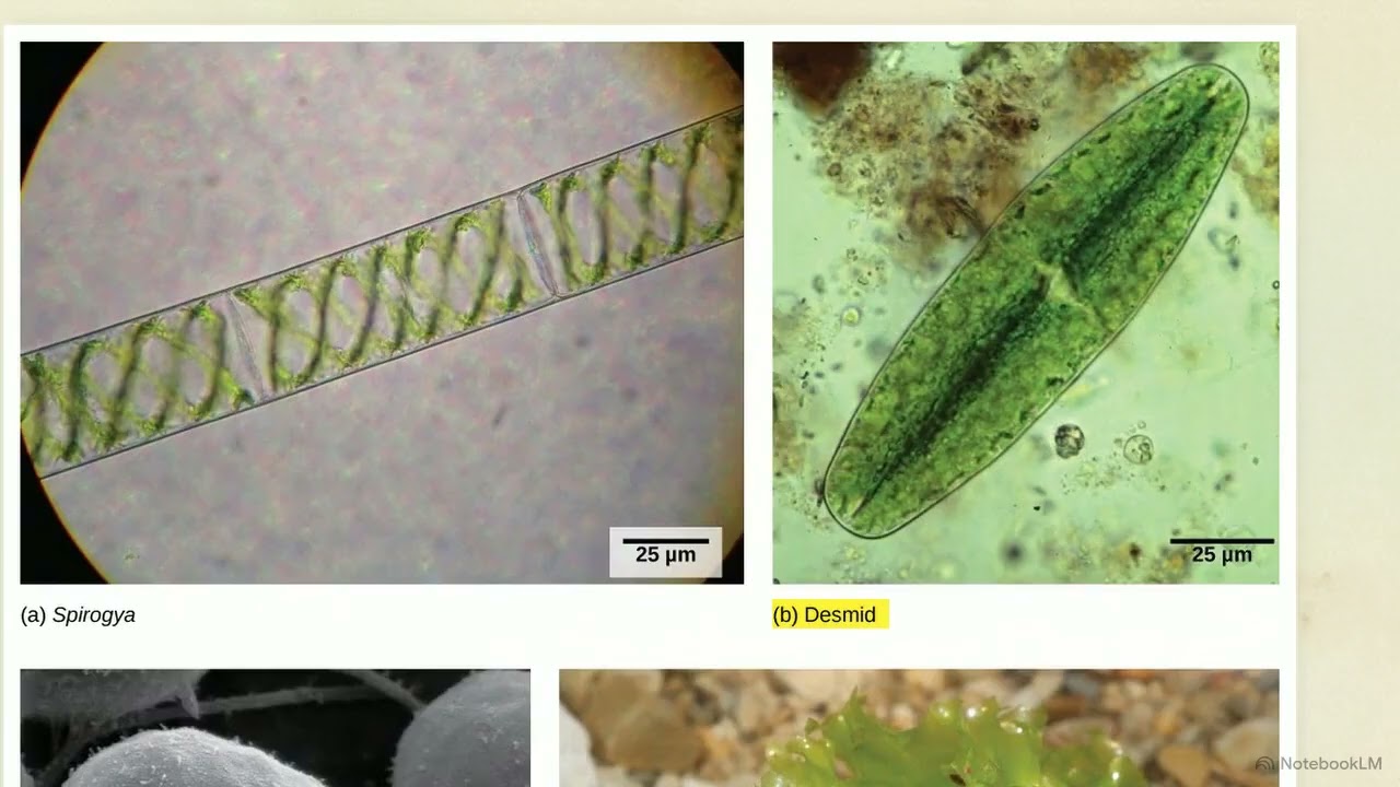 Green Algae