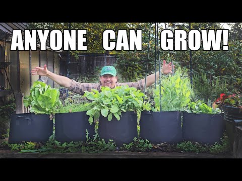 How To Grow An Onion From An Onion Bottom 2019