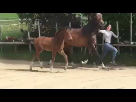 Chacoon Blue x Cody x Ritual, colt *18