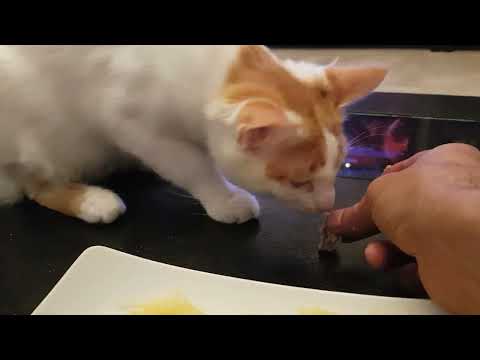 dima thalaw fel l7ayaman 🙏ana l9tittatt diyali ki yaklo m3aya dima 😸😸😸