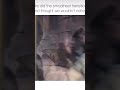 Wow That Was Clean Monkey To Human Blowup Thx Youtubeshorts