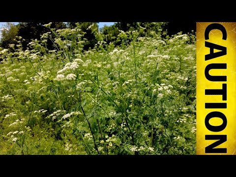 How DANGEROUS is Poison Hemlock? People who've died, etc.