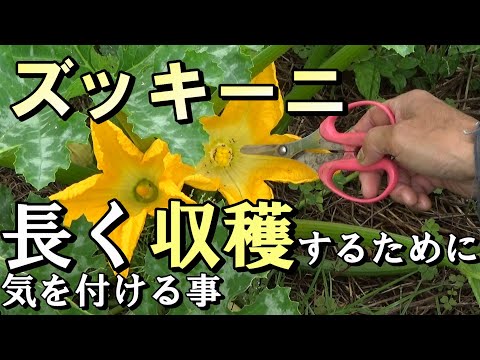 ズッキーニの収穫: 大きくなりすぎないように注意してください 植物