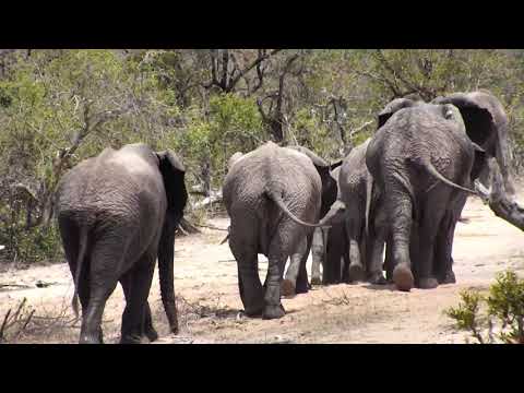 Djuma: Elephants come to enjoy a drink of water - 11/19/18