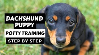 Potty Train Your Dachshund Puppy - It