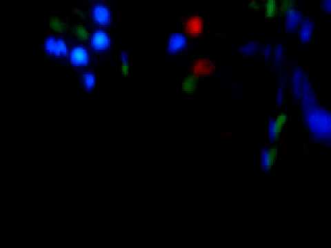 WSR Deyvyd&Koras ft. Fiszer!/ Koncert 7 05 2010~! Rap ale nie dla zysków     Po Po Poznań